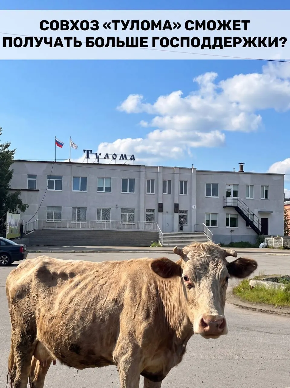 Правила получения федеральной поддержки для молочных предприятий изменили — теперь помощь доступна и хозяйствам с долей государства более 25%. Вопрос в том, насколько быстро помощь дойдёт до проблемных предприятий, таких как совхоз «Тулома».