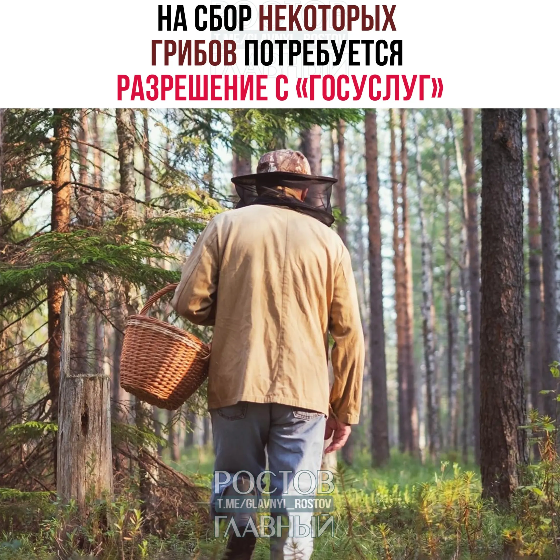 С 1 сентября 2027 года для сбора ряда редких грибов, в том числе сыроежки золотистой и чёрного трюфеля, потребуется разрешение через «Госуслуги». Заявки будут рассматривать до 15 дней; за сбор краснокнижных грибов без разрешения грозит уголовная ответственность.