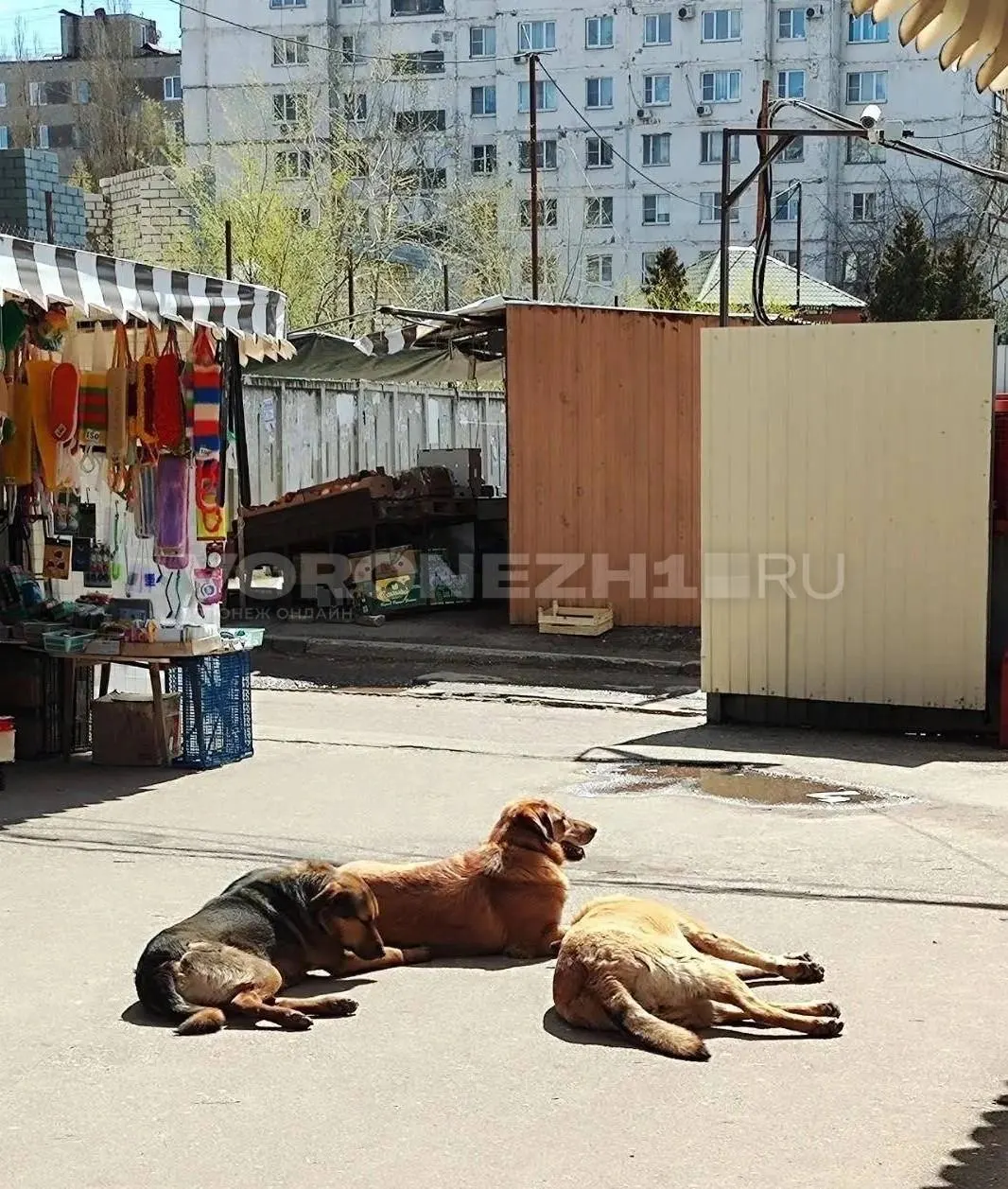Возбуждено уголовное дело о халатности после жалоб на бродячих собак возле жилого комплекса — глава ведомства запросил отчёт о ходе расследования.
