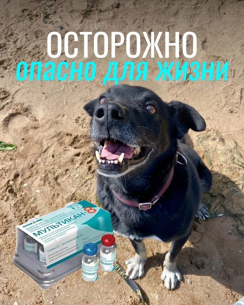 У привитых питомцев возникали судороги, рвота и другие тяжёлые симптомы; часть животных погибла. Владелец и ветеринары требуют проверки вакцины; партия вакцины была изъята.
